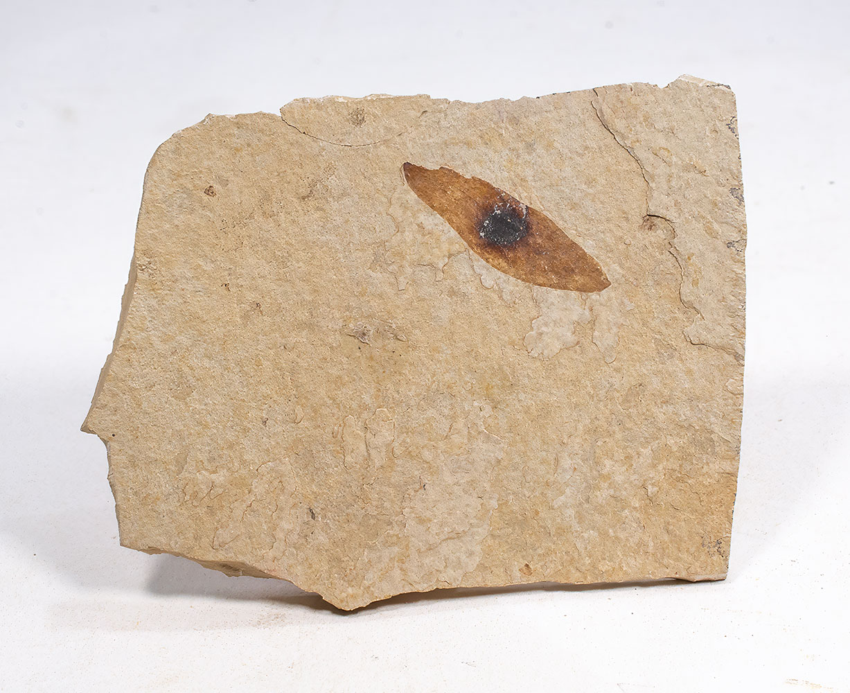 Winged Seed - Ailanthus sp. - Image 2