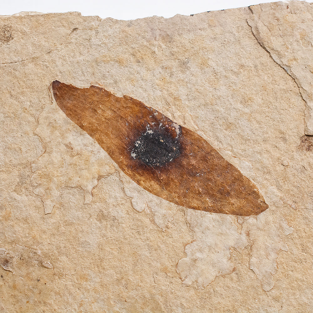 Winged Seed - Ailanthus sp.