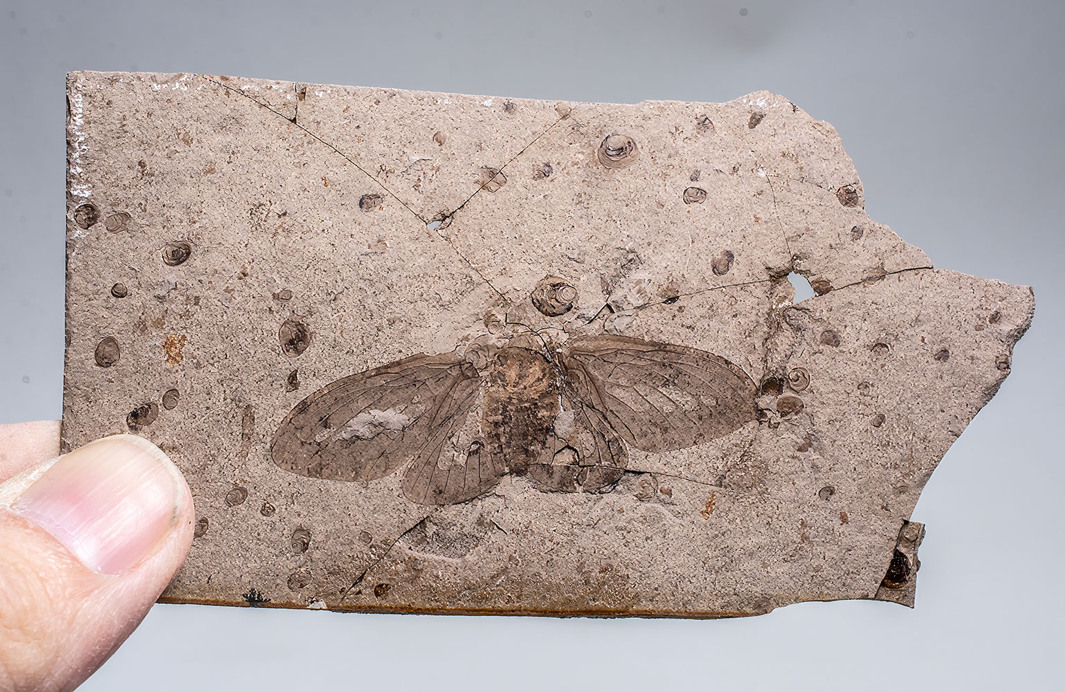 Butterfly of The Jurassic - Oregramma aureolosa - Image 2