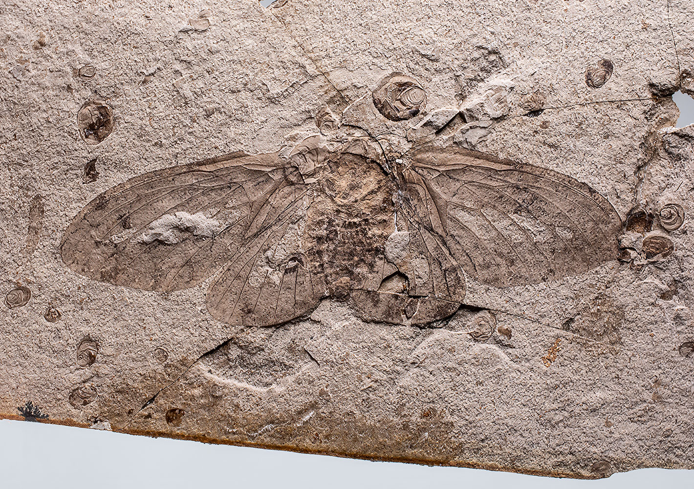 Butterfly of The Jurassic - Oregramma aureolosa