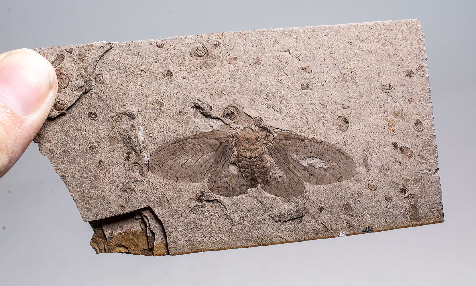 Butterfly of The Jurassic - Oregramma aureolosa - Image 2