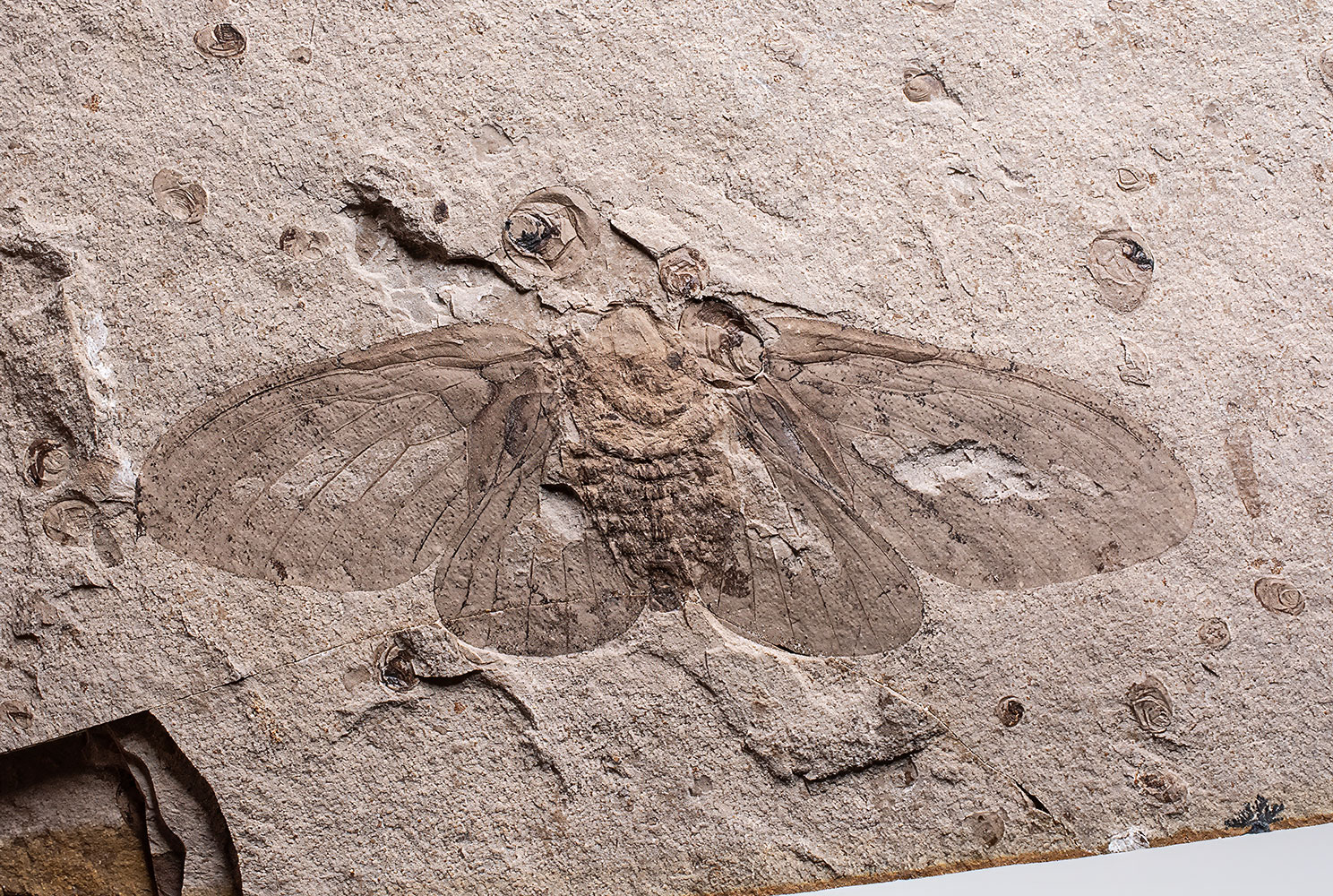 Butterfly of The Jurassic - Oregramma aureolosa