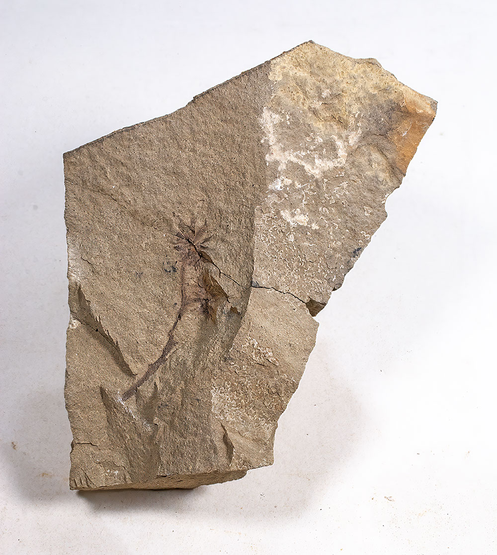 Sparganium? sp. - Image 2