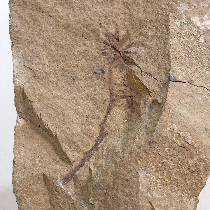 Paleocene flower - Sparganium