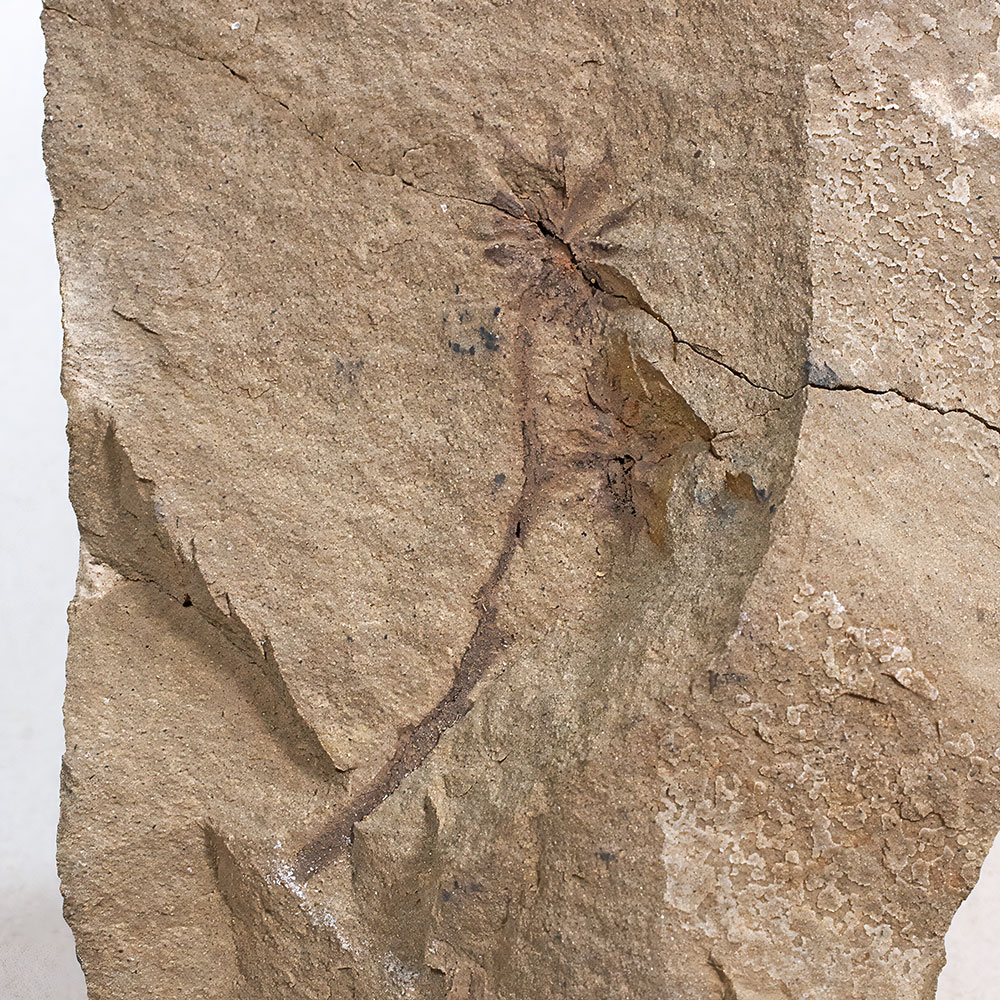 Sparganium? sp.