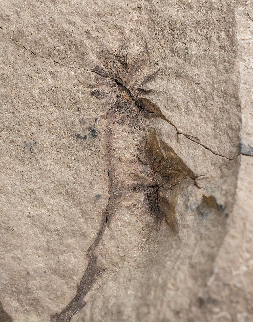 Sparganium? sp. - Image 3