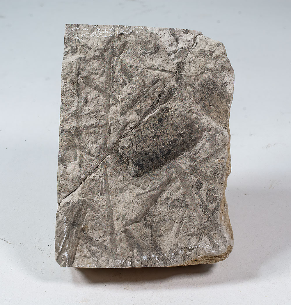 Lepidostrobus sp. - Image 2