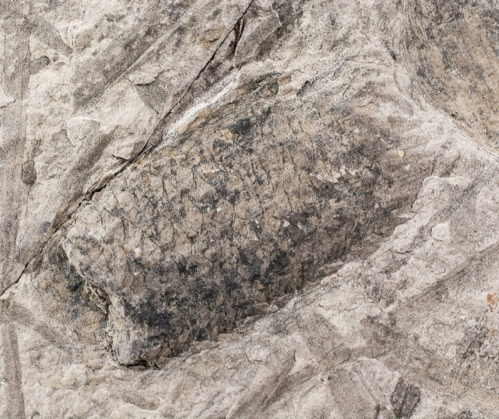 Lycopod cone - Lepidostrobus