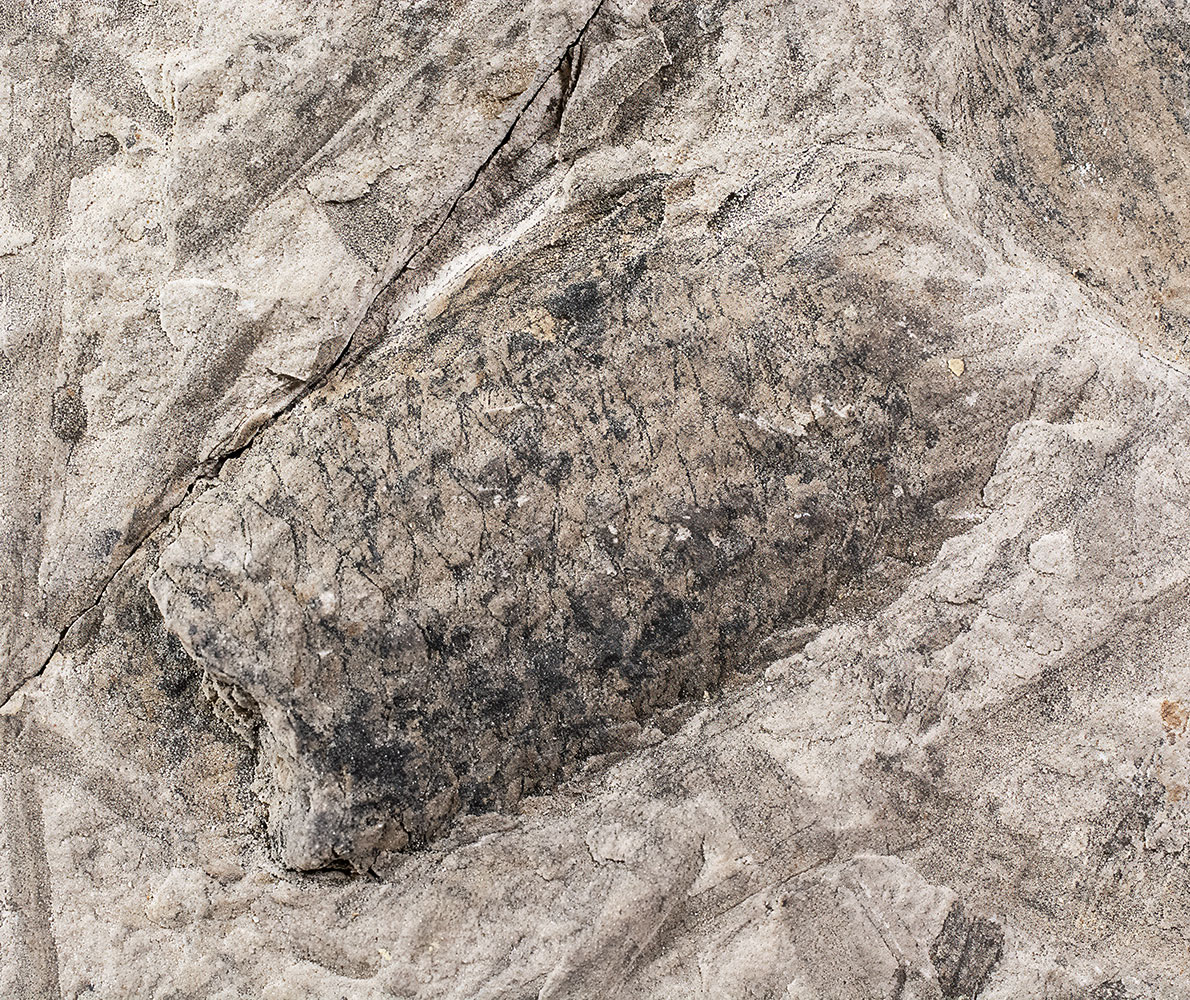Lepidostrobus sp.