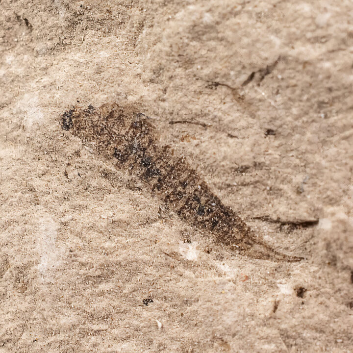 Permian insect - Lematophora