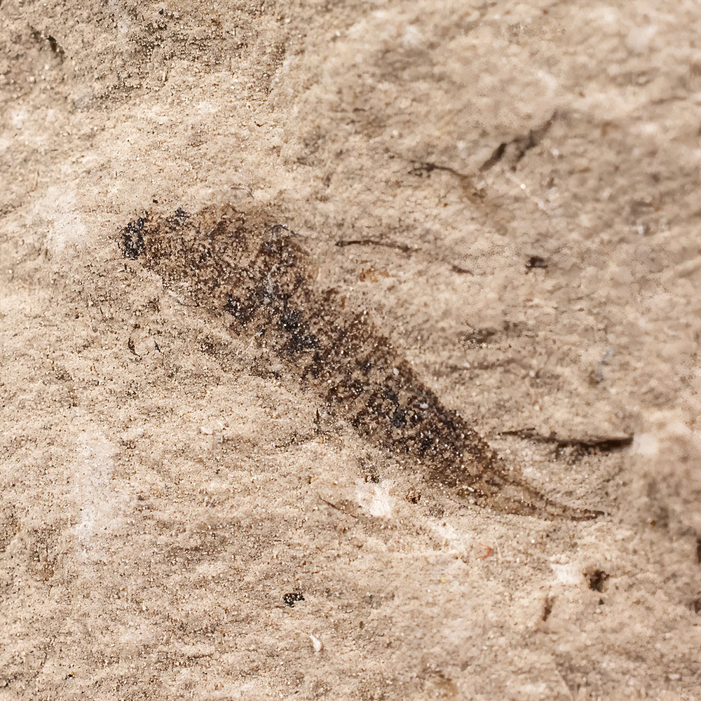 Lematophora sp. (Order Protoperlaria) nymph