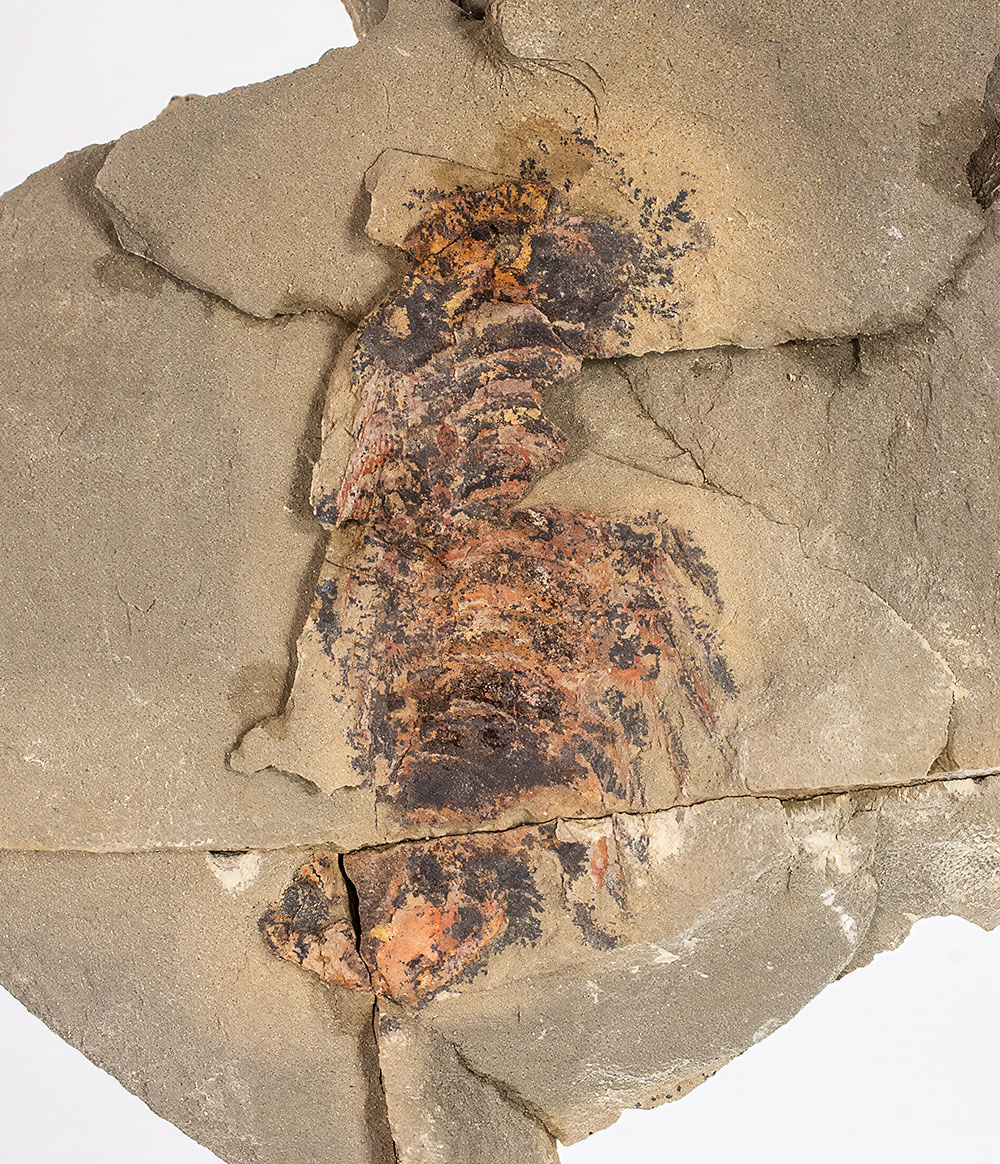 Arthropod
