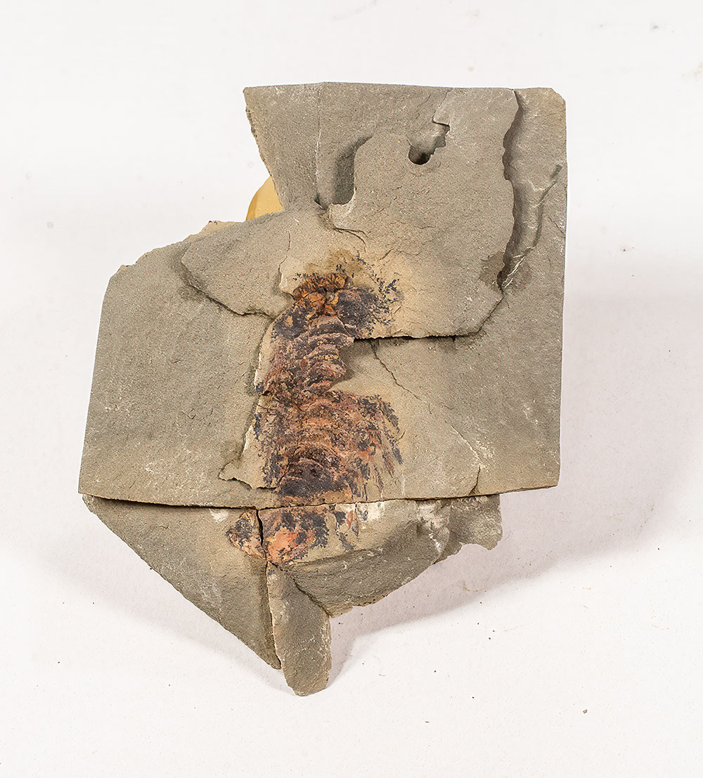 Arthropod - Image 3