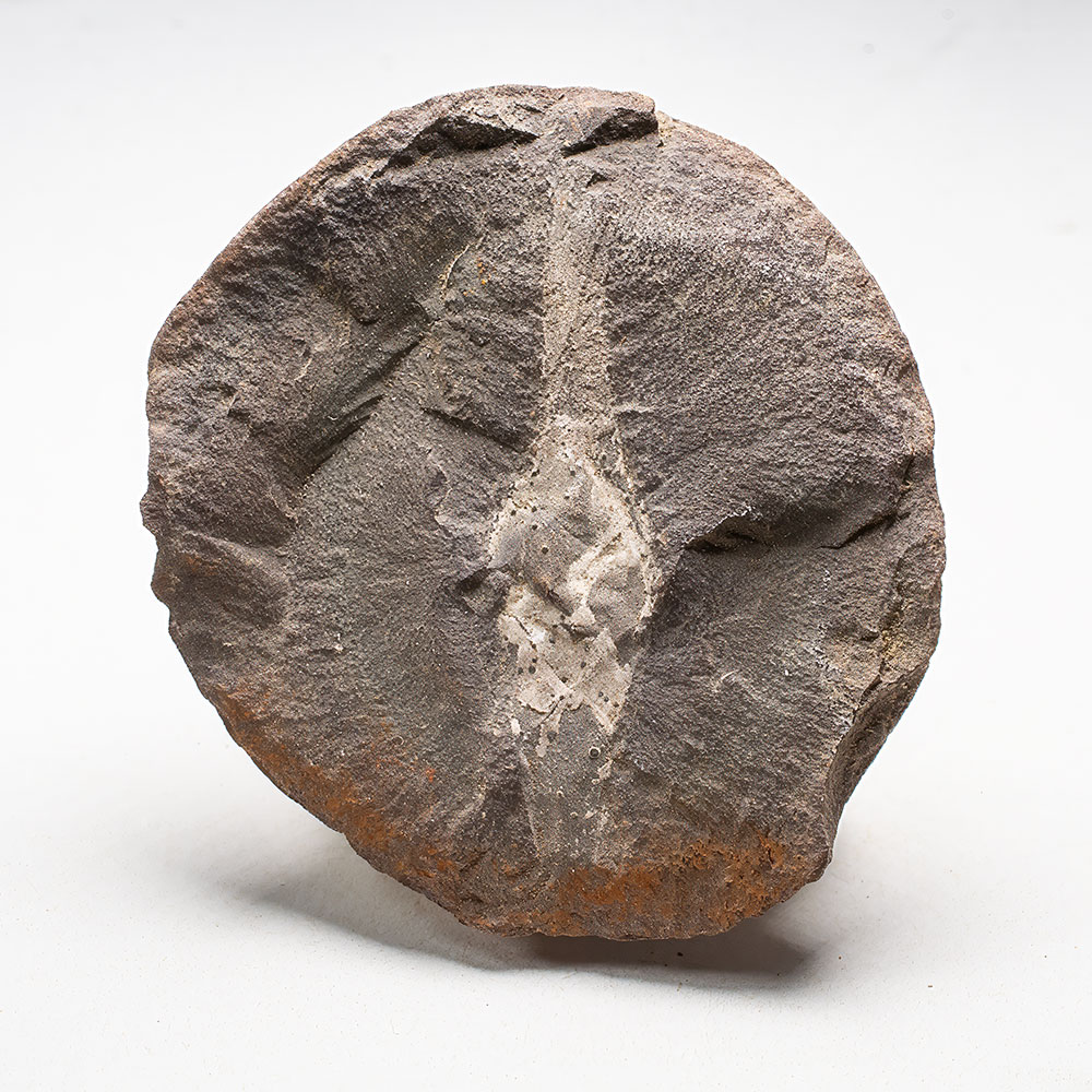 Mazon Creek Egg Case - Palaeoxyris prendeli - Image 2