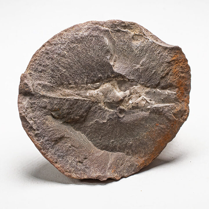 Mazon Creek Shark Egg Case - Palaeoxyris