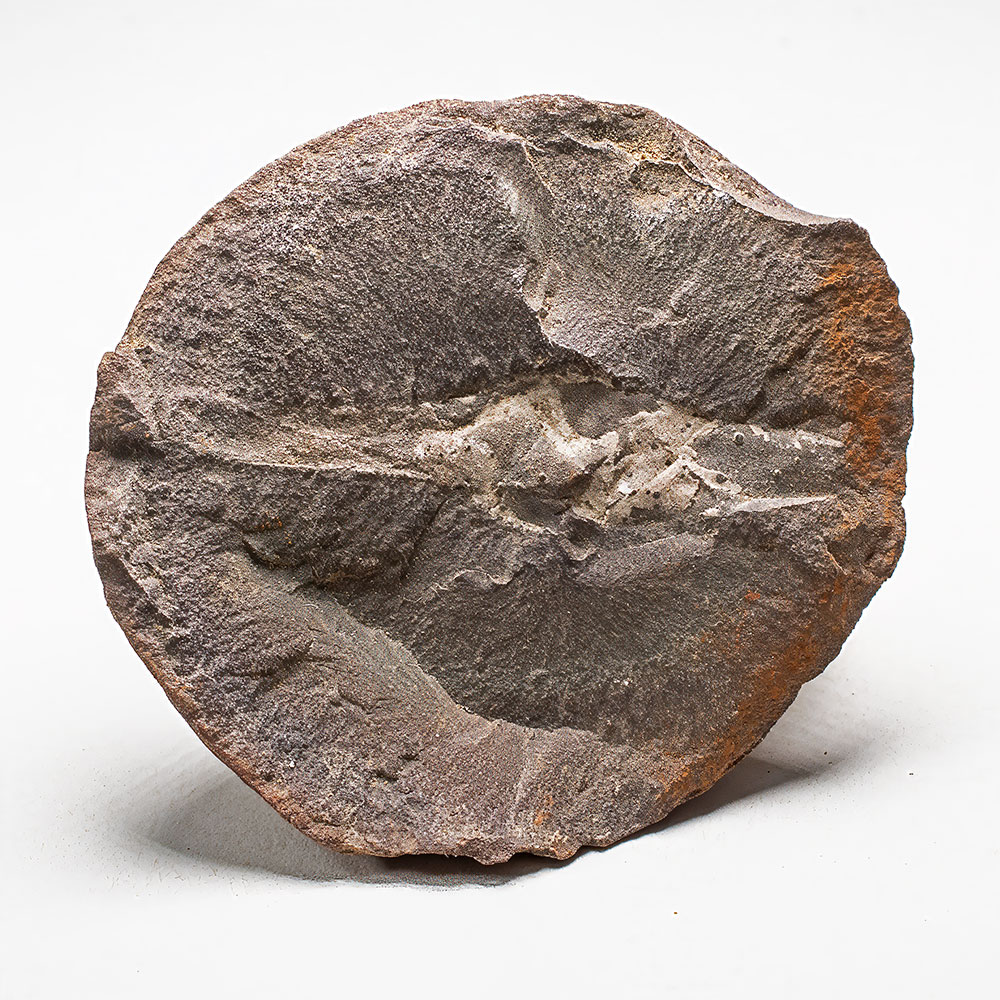 Mazon Creek Egg Case - Palaeoxyris prendeli