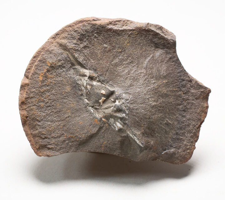 Mazon Creek Egg Case - Palaeoxyris