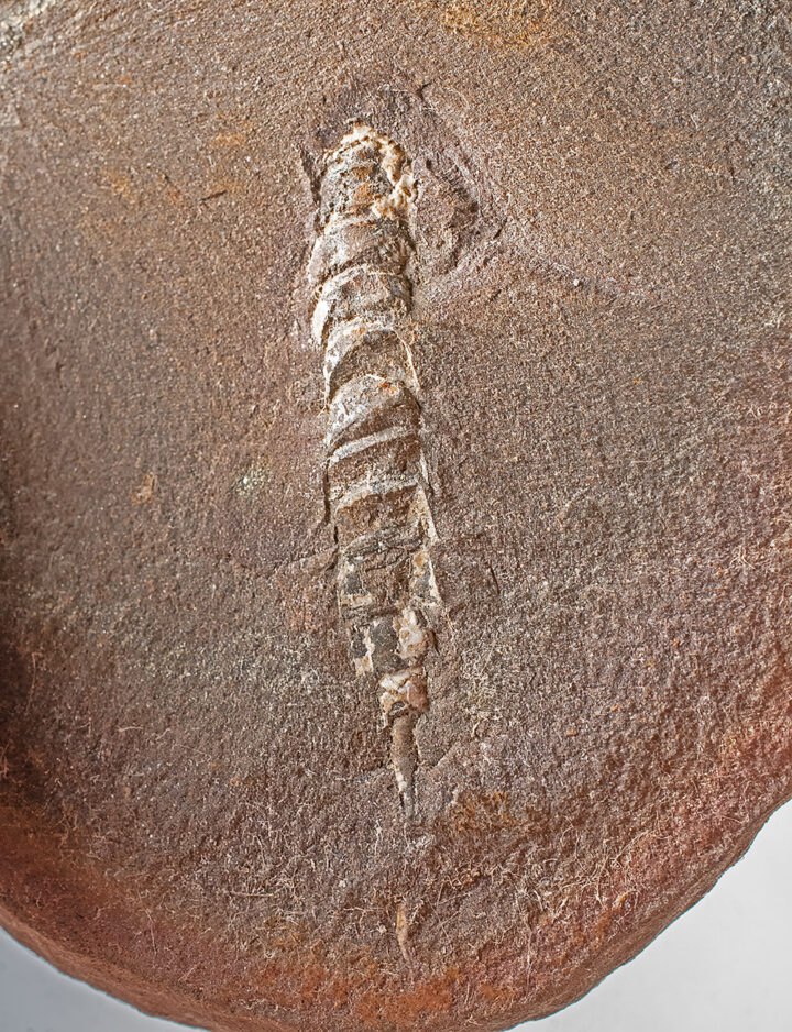 Mazon Creek Arthropod - Kottixerxes