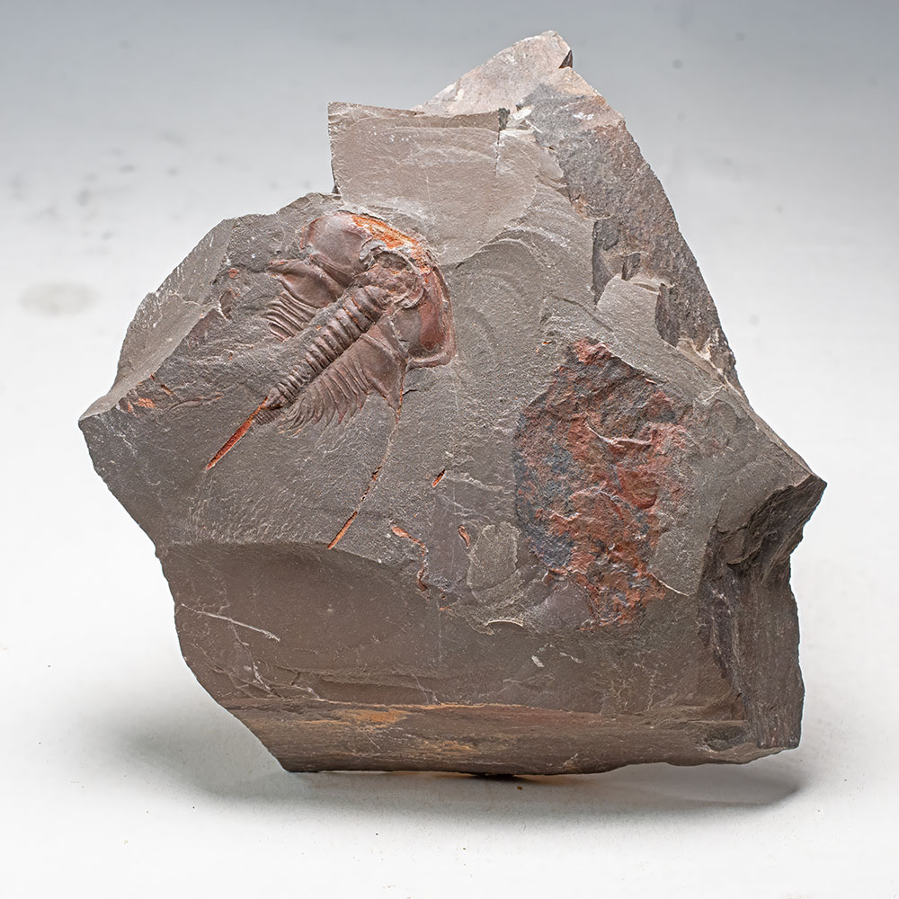 Rare Cambrian Trilobite - Bristolia bristolensis - Image 2