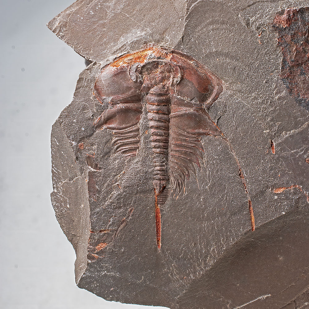 Rare Cambrian Trilobite - Bristolia bristolensis