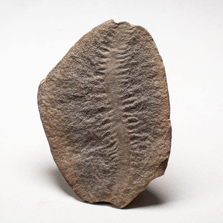 Mazon Creek Worm - Fossundecima