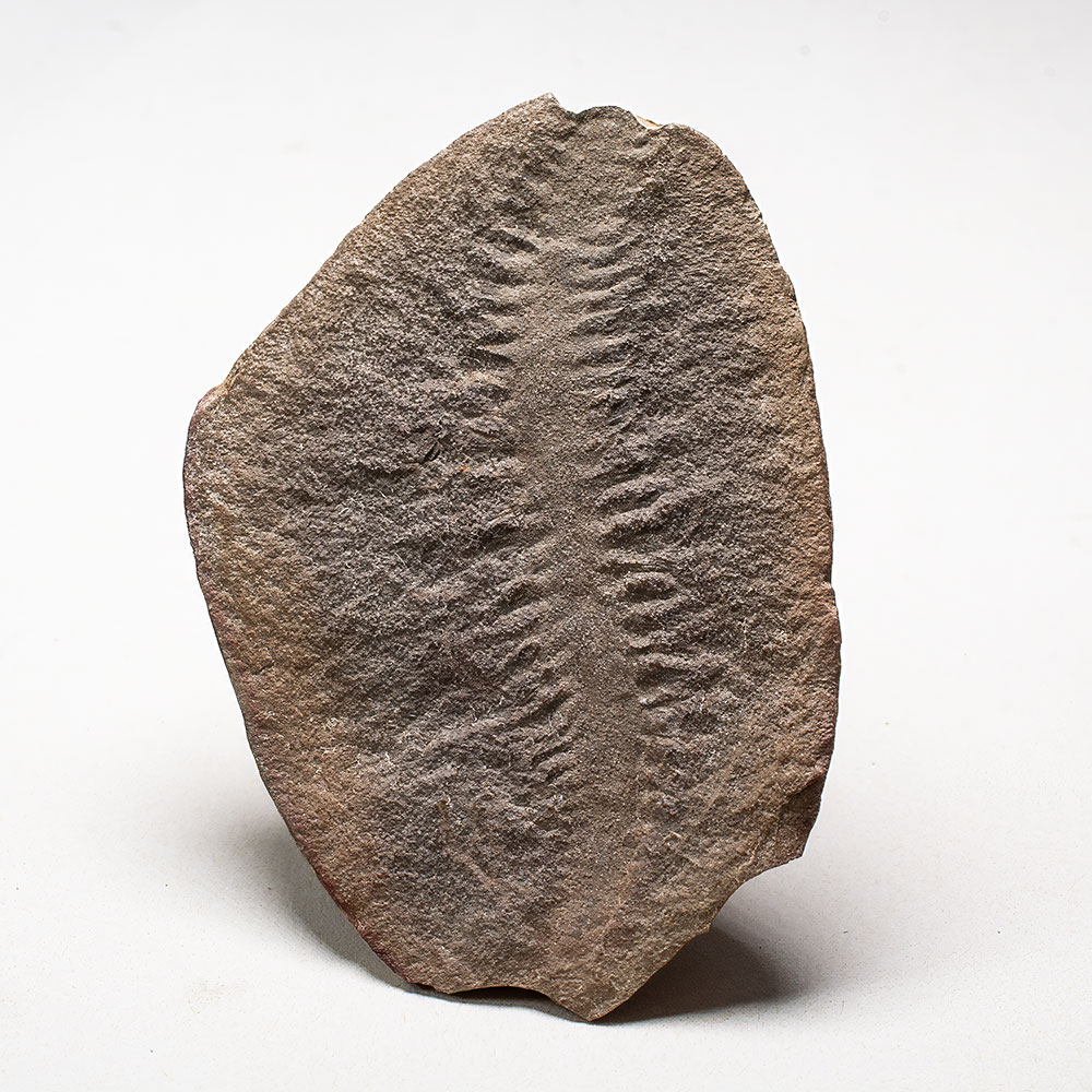 Mazon Creek Worm- Fossundecima konecniorum