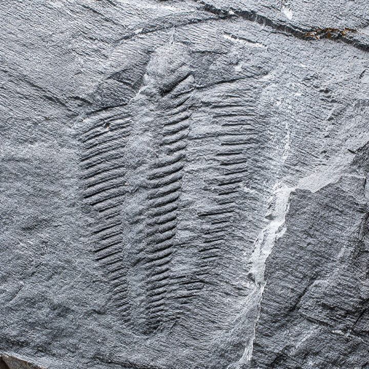 Washington Trilobite - Chancia