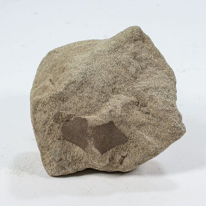 Cretaceous Ginkgo