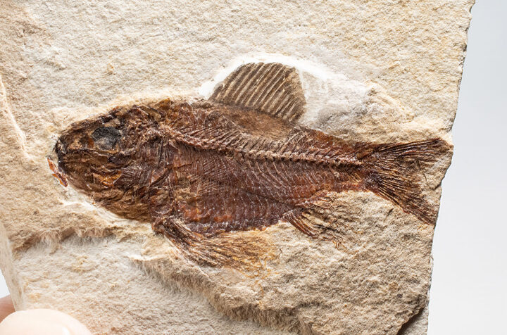 Rare Complete Cretaceous Fish - Ctenothrissa sp.