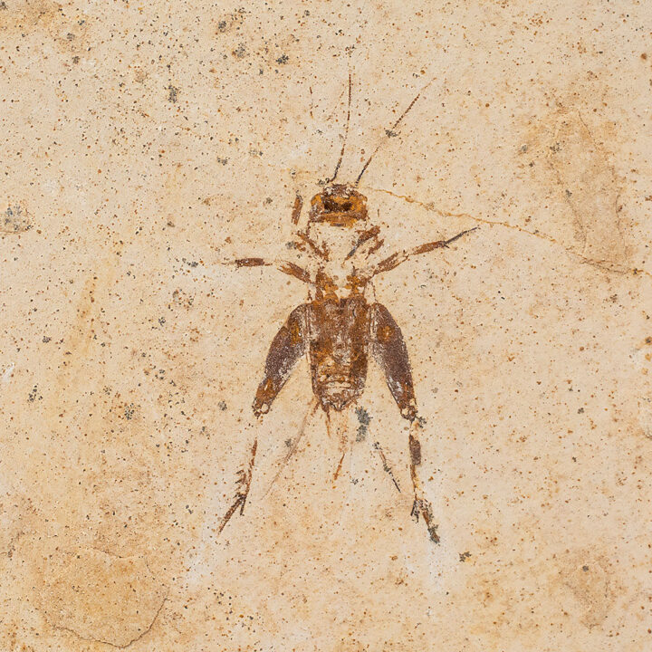 Cretaceous Cricket