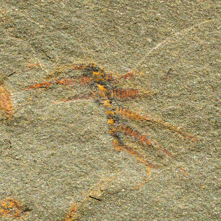 Ordovician Lobopod - Diania cactiformis