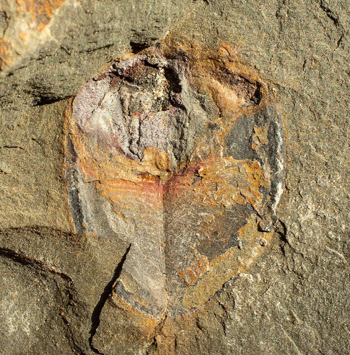 Rare Marrellamorph arthropod - Enosiaspis