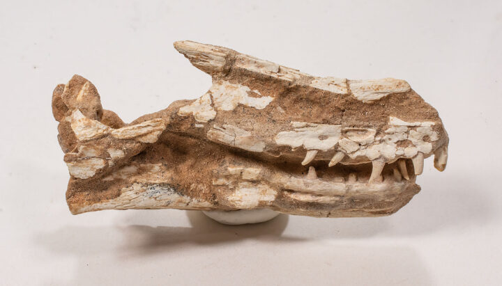 The world's most famous dinosaur - Velociraptor