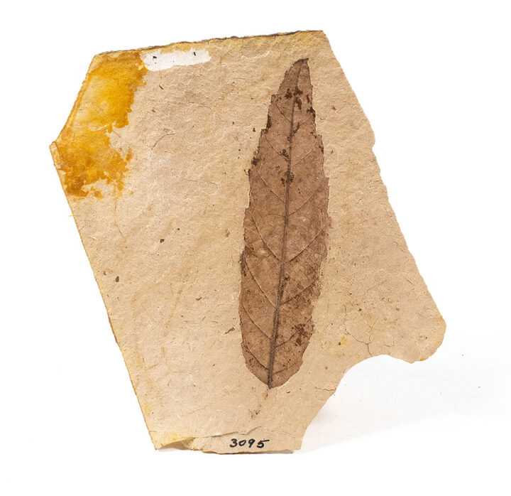 Leaf - Alnus sp.