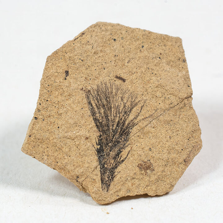 Tiny Oligocene Feather