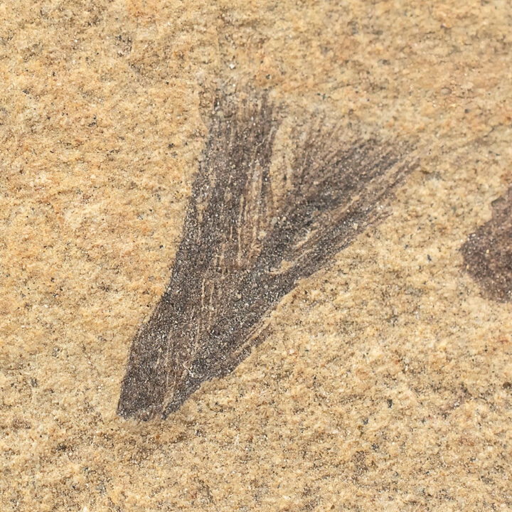 Small Oligocene Feather