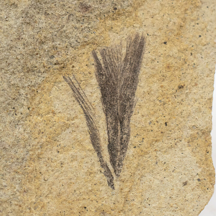 Small Oligocene Feather