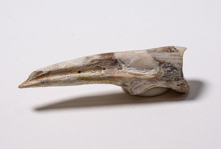 Ornithomimus Hand Claw- mongolensis