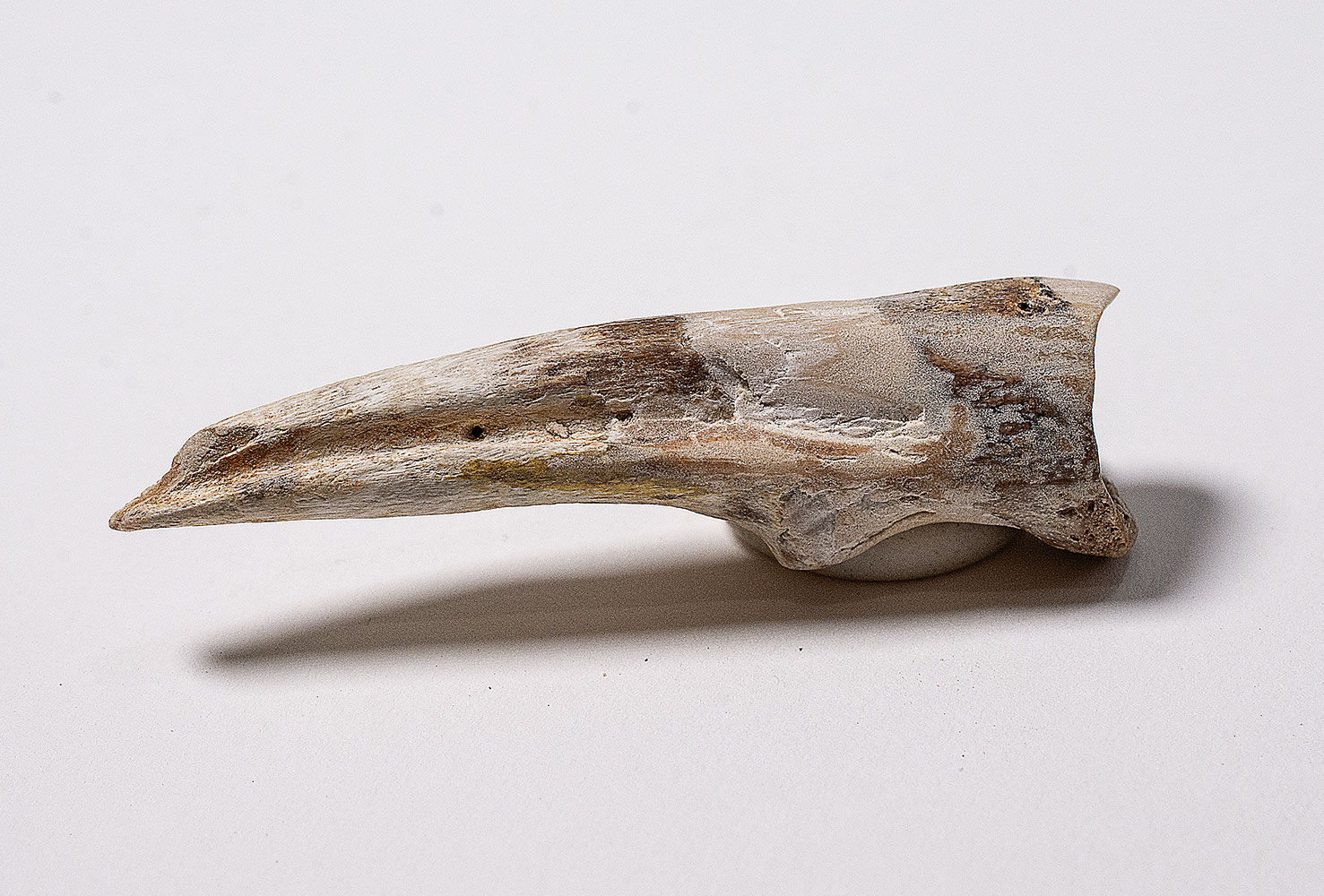 Ornithomimus Hand Claw- mongolensis