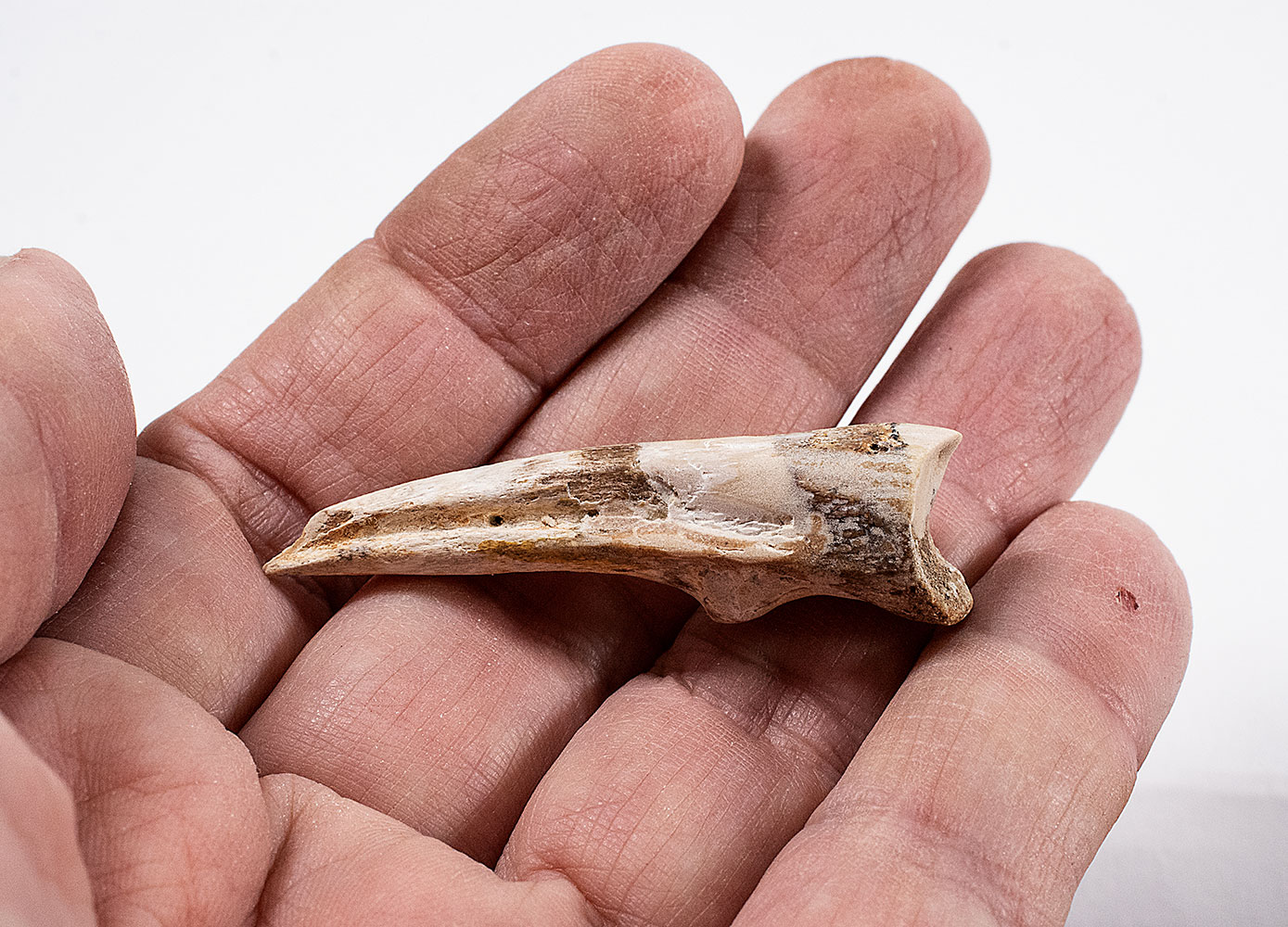 Ornithomimus Hand Claw- mongolensis - Image 3