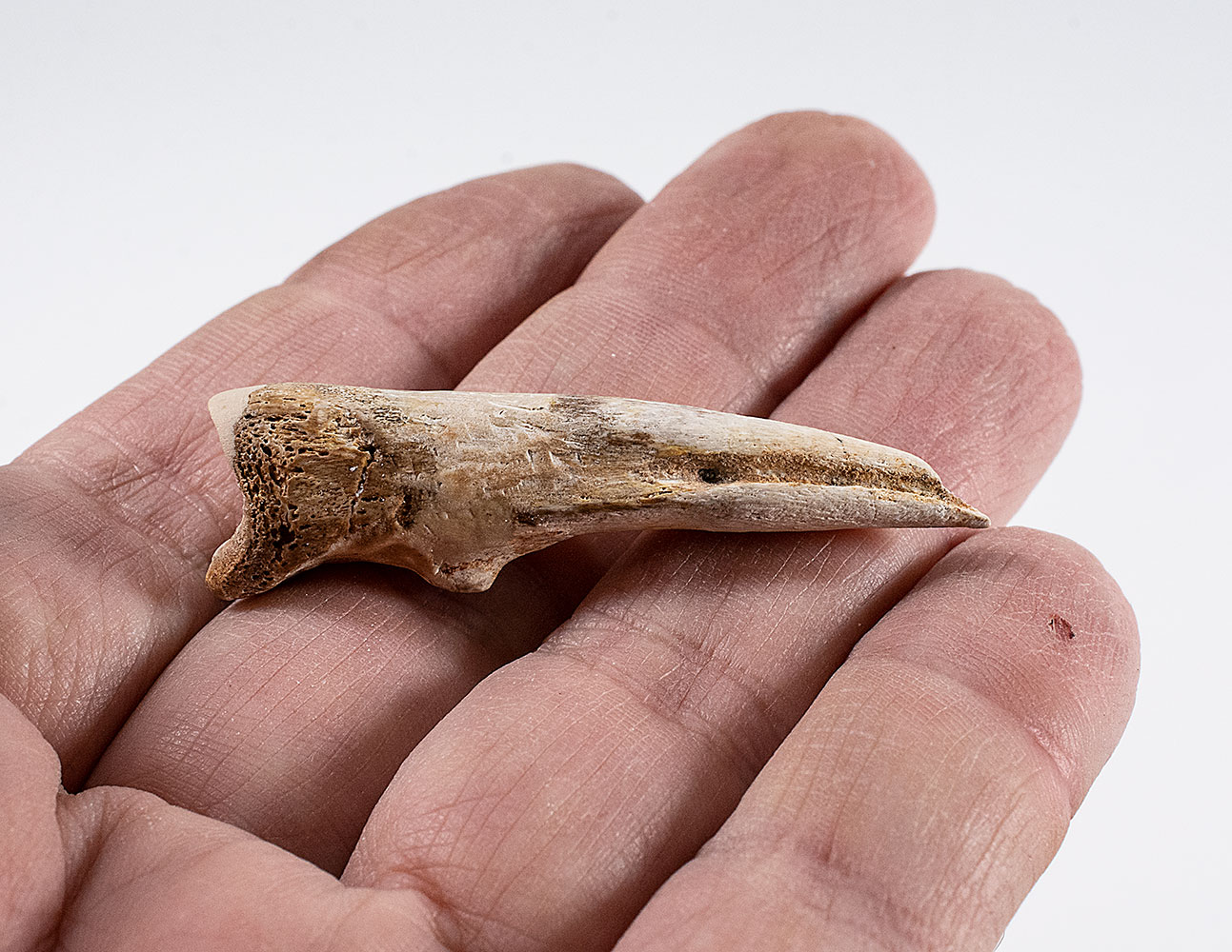 Ornithomimus Hand Claw- mongolensis - Image 4