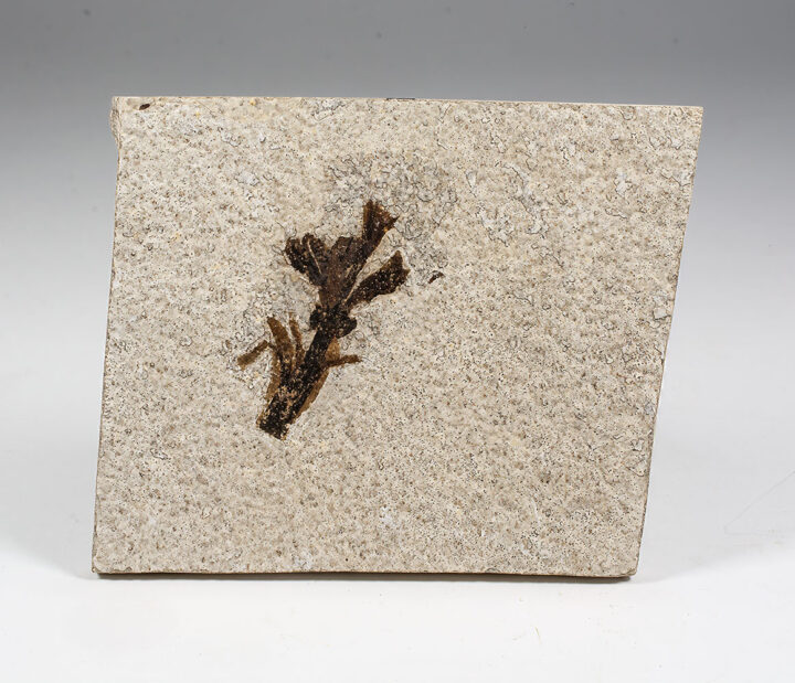 Eocene monocot flower - Amaryllidaceae