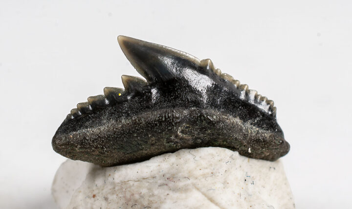 Galeocerdo latidens