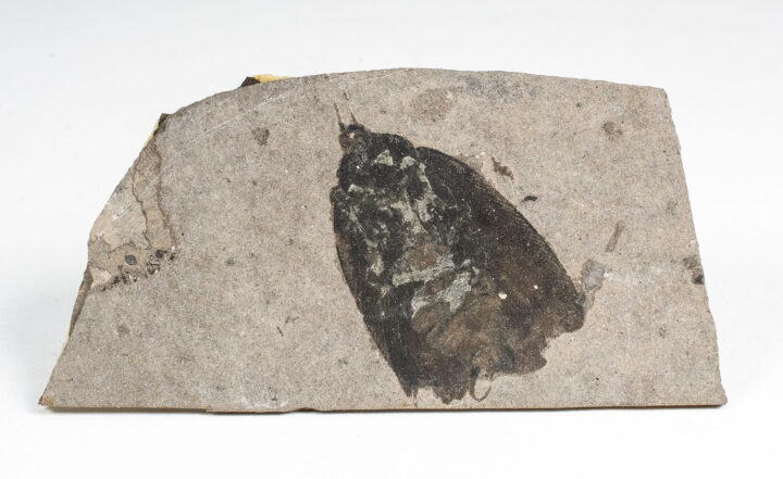 Cretaceous cockroach