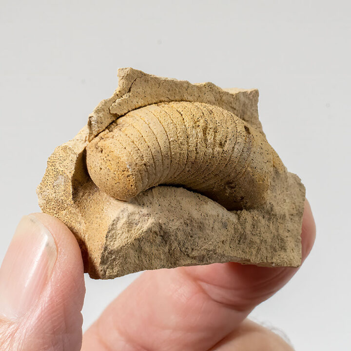 Nautiloid - Zittelloceras beloitense