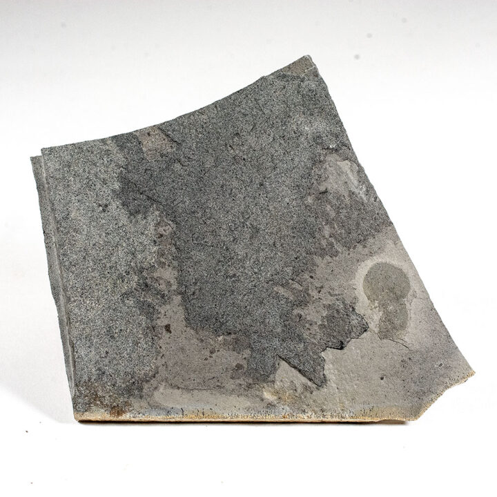 American Softbodied Trilobite - Naraoia