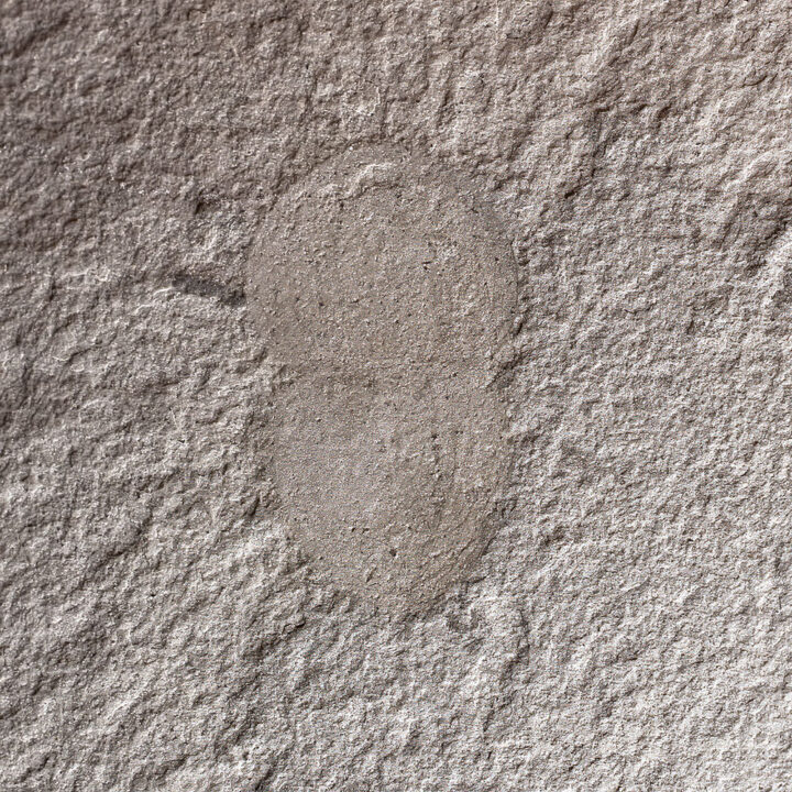 American Softbodied Trilobite - Naraoia