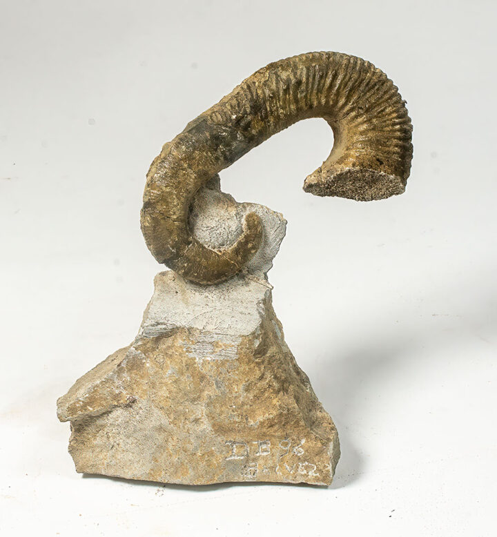 Heteromorph Ammonite - Acrioceras tabarelli