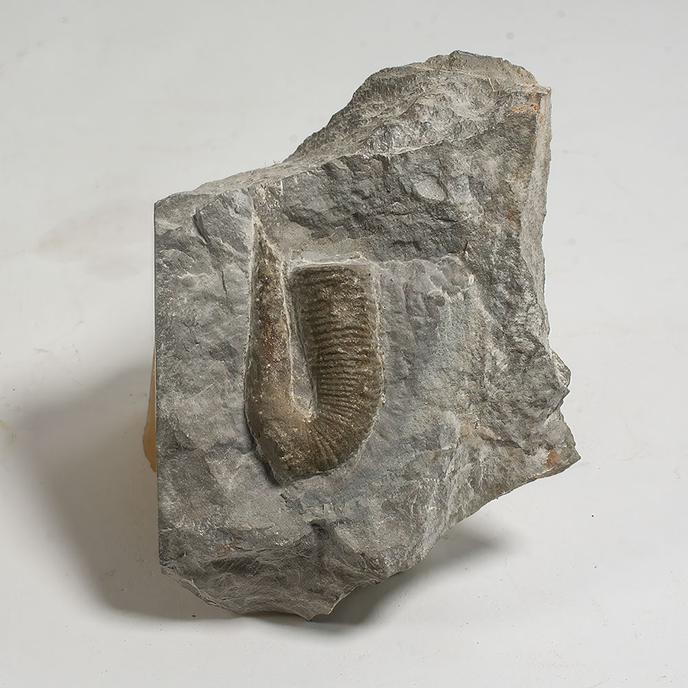 Ammonite -Dissimilites sp.