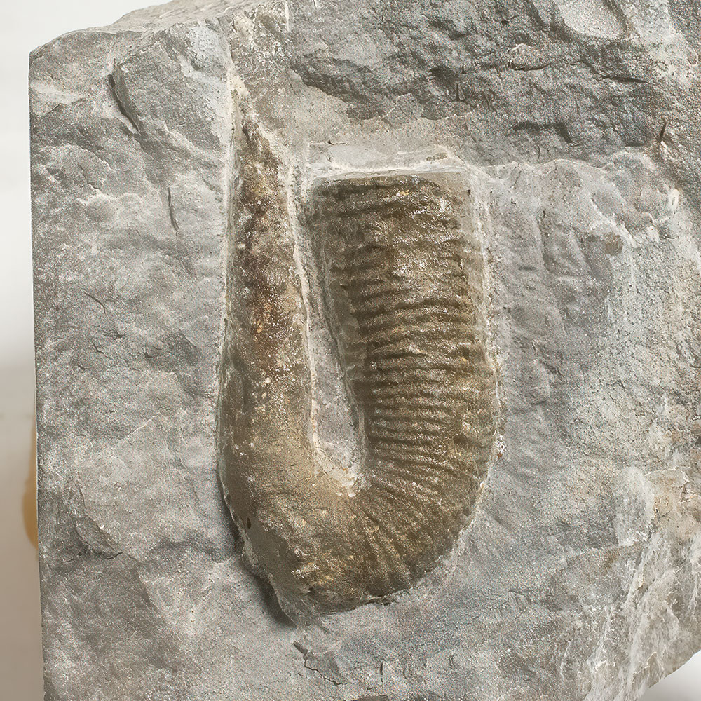 Ammonite -Dissimilites sp. - Image 3
